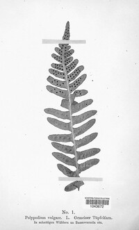 Polypodium vulgare image